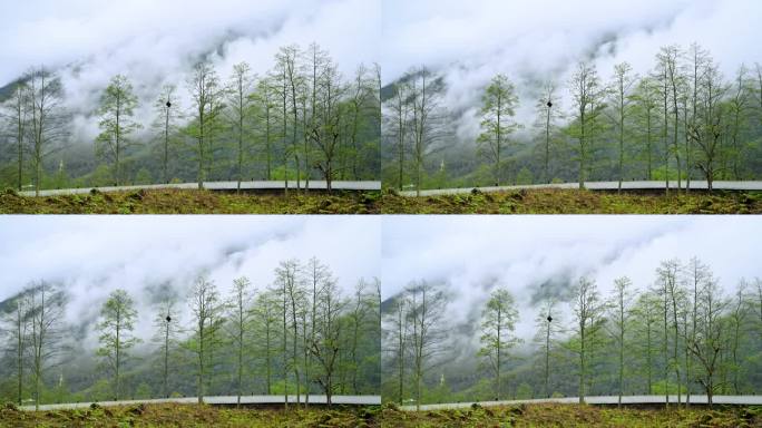 唯美春天延时自然风景树木发芽云雾缭绕