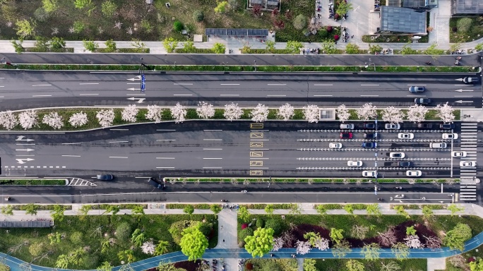 俯拍杭州未来科技城文一西路樱花大道