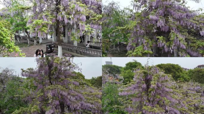 紫藤花开游客来