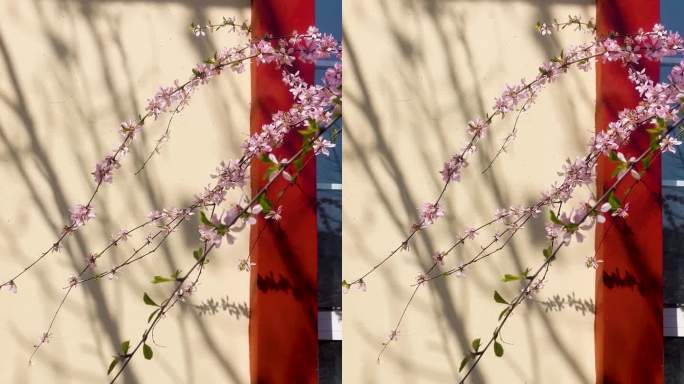 墙面窗户上的花枝影子背景