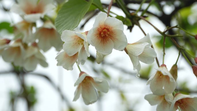 油桐花