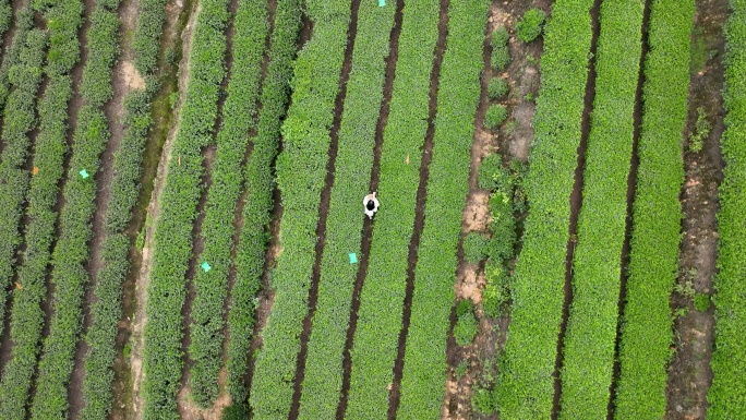 采茶美女茶园茶山春茶