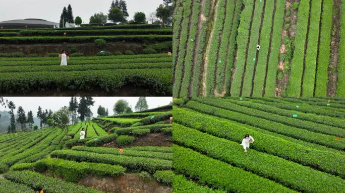 采茶美女茶园茶山春茶