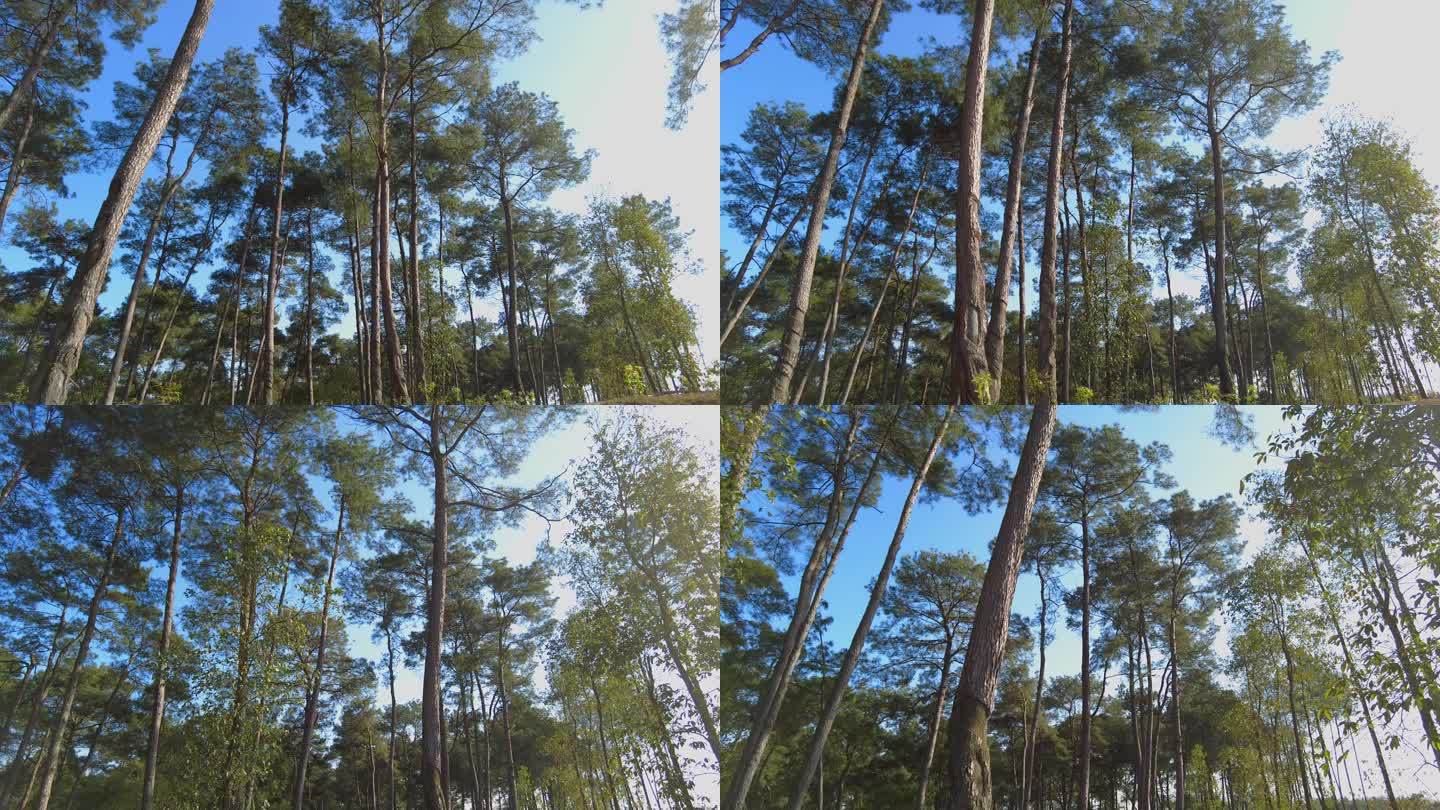 森林树木