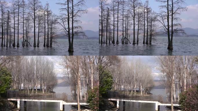 生态湖边湖泊树木环境湖泊湖边自然水中倒影