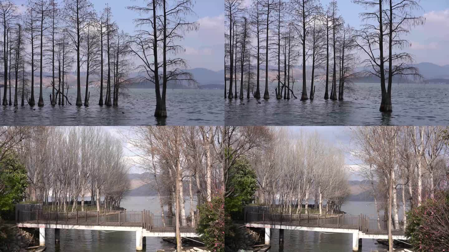 生态湖边湖泊树木环境湖泊湖边自然水中倒影