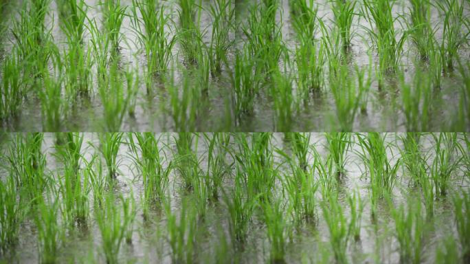 清明时节下雨天稻田里的秧苗