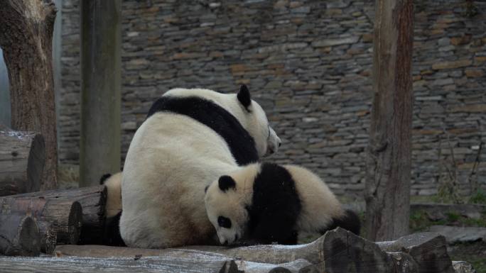 熊猫苏琳双胞胎嬉戏玩耍
