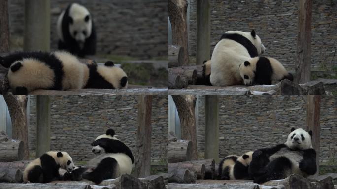 熊猫苏琳双胞胎嬉戏玩耍