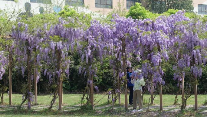 春日赏紫藤花
