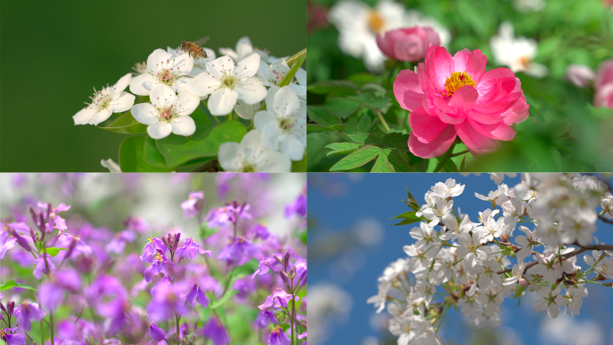 春天樱花桃花牡丹花油菜花马兰花梨花合集