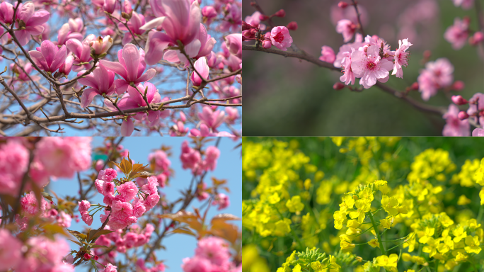 春天樱花桃花牡丹花油菜花马兰花梨花合集