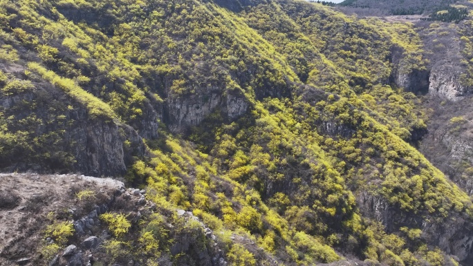 济南彩石青龙峪连翘花开