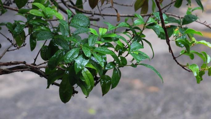 4K雨中木樨桂花树