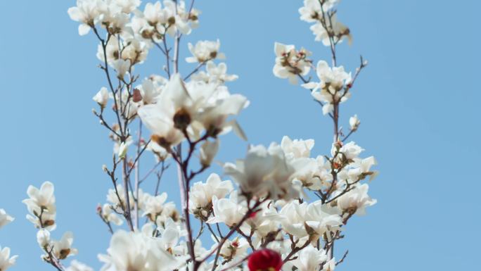 白玉兰开花 红玉兰花苞，玉兰特写 4K