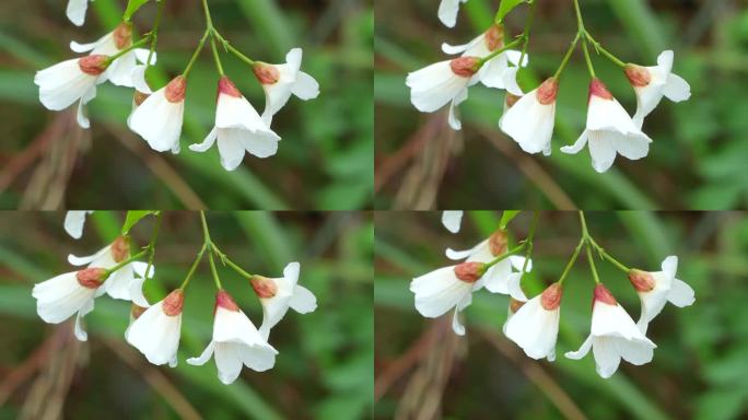 油桐花