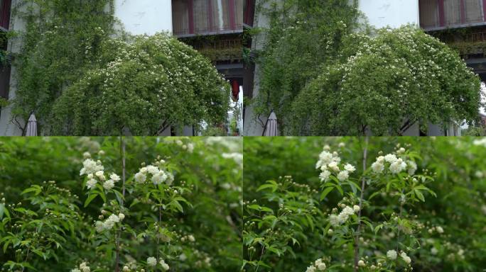 春日绚丽木香花白色