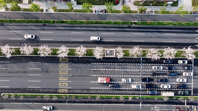 俯拍杭州未来科技城文一西路樱花大道