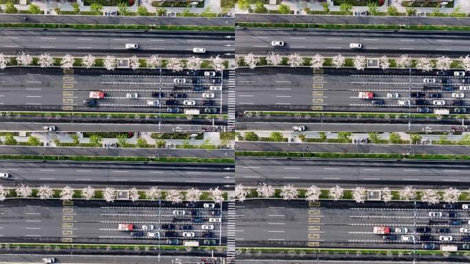俯拍杭州未来科技城文一西路樱花大道