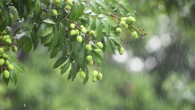 雨落在荔枝树上