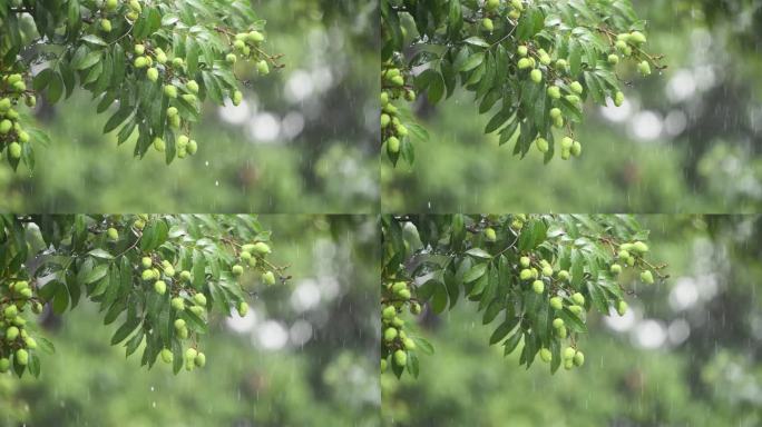 雨落在荔枝树上