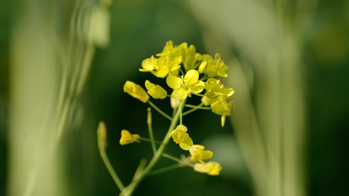 菜花油菜花花海春天田园蜜蜂仰拍天空