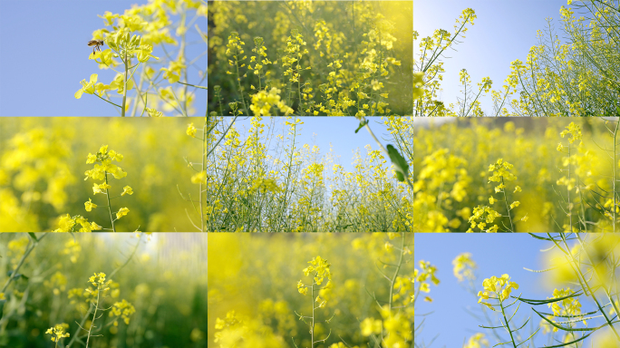 菜花油菜花花海春天田园蜜蜂仰拍天空