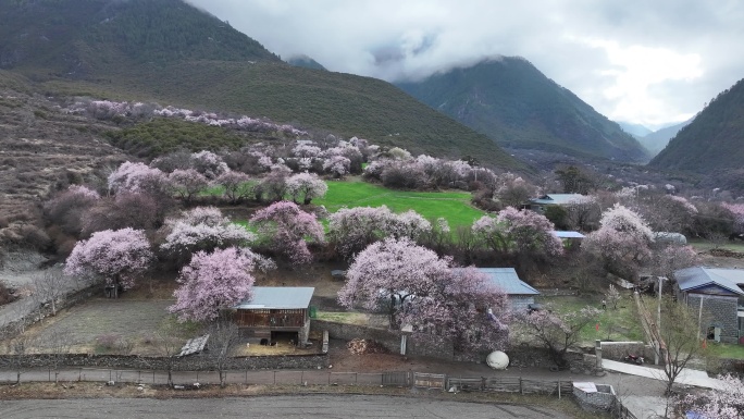 林芝桃花节