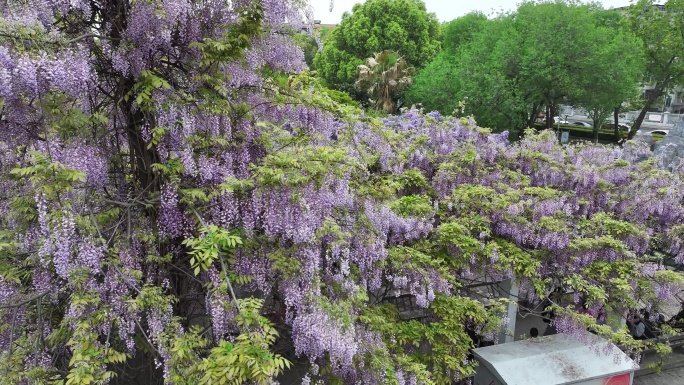 紫藤花开游客来