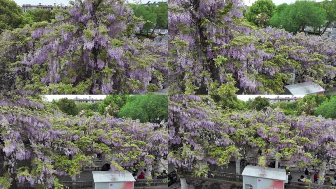 紫藤花开游客来