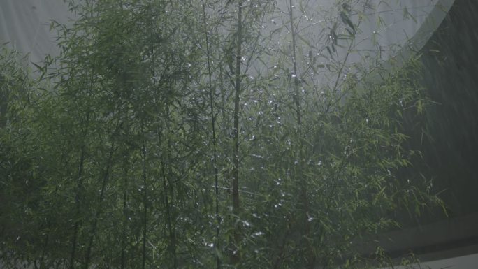 大特写 雨中 竹林 石头 苔藓