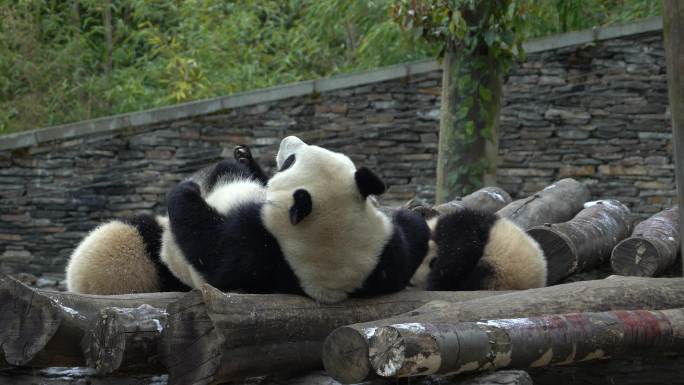 熊猫苏琳双胞胎抓痒玩耍