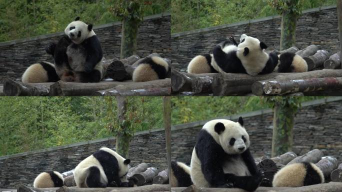 熊猫苏琳双胞胎抓痒玩耍