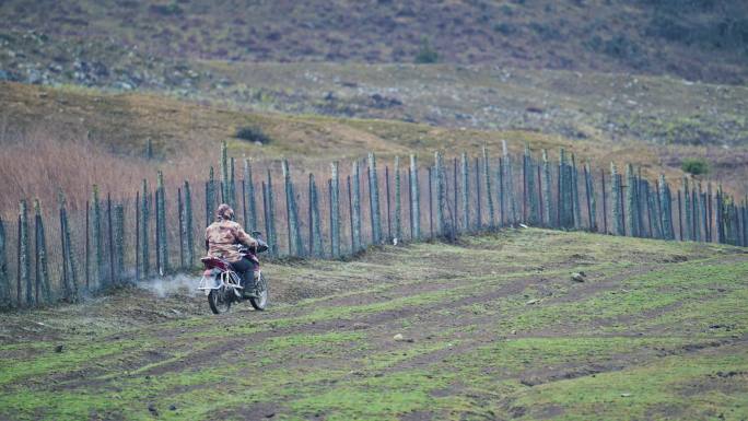 高原牧民骑摩托车放牧高山牧场绵羊