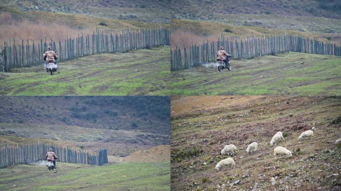 高原牧民骑摩托车放牧高山牧场绵羊