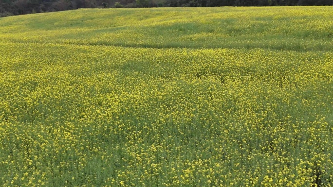 4K 高清 城市油菜花田