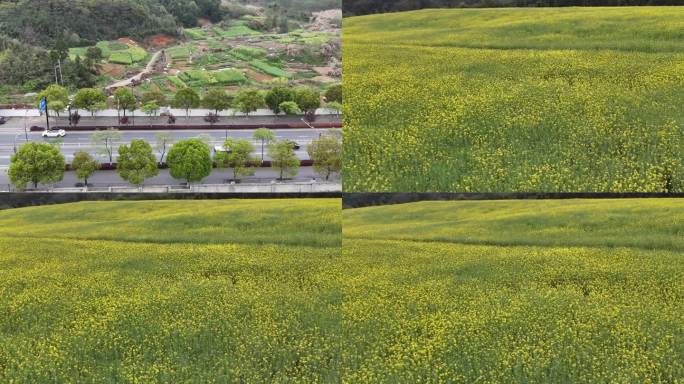 4K 高清 城市油菜花田