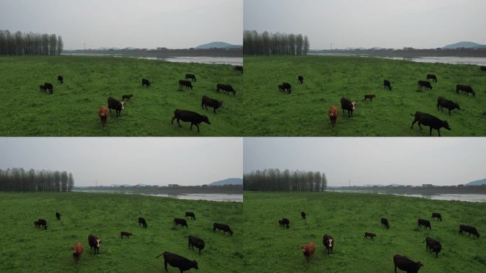 草地牛群 牛吃草