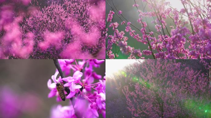 紫荆花春天唯美意境