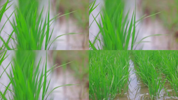 绿色水稻空画面素材春耕1
