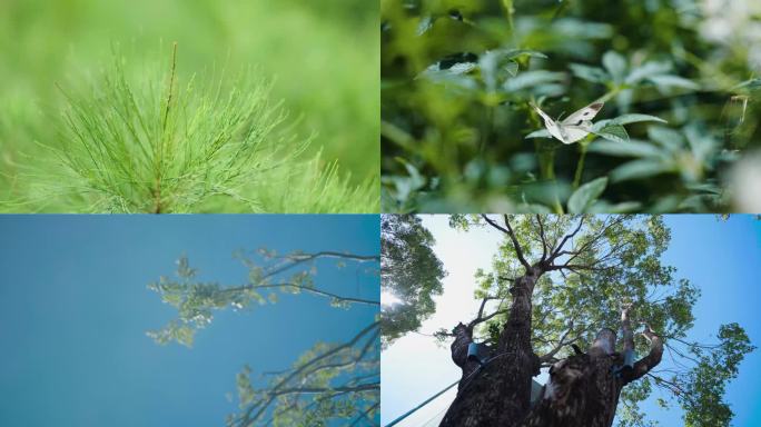 花、草、树、蝴蝶、水波纹、倒影、光影延时