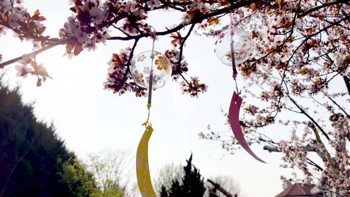 春天晴朗的天气樱花树上的风铃