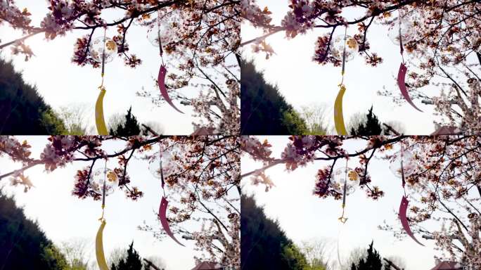 春天晴朗的天气樱花树上的风铃