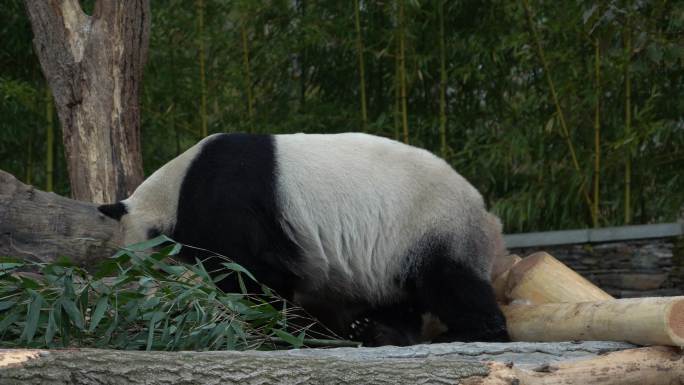 熊猫大熊猫双胞胎玩耍4K