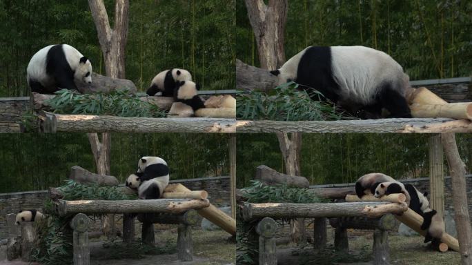 熊猫大熊猫双胞胎玩耍4K