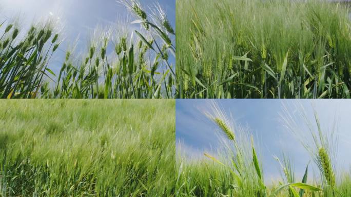 麦田小麦麦穗农业绿色丰收