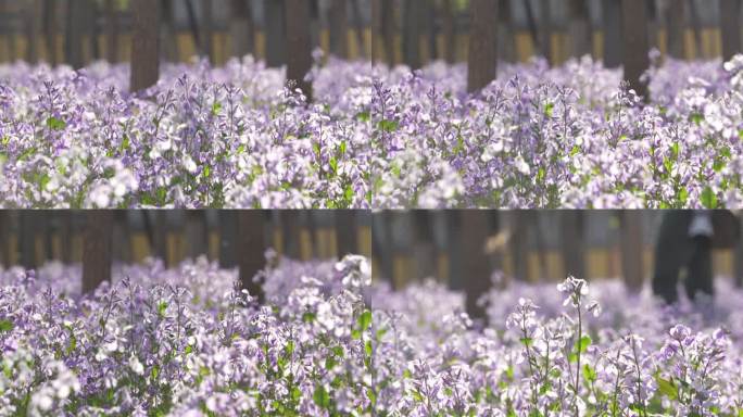 春天满地的兰花草开满紫色的花朵