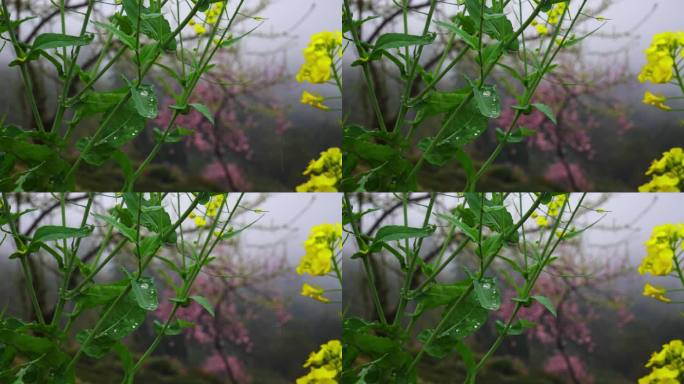 雨滴 雨滴树叶 油菜花 特写 烟雨皖南