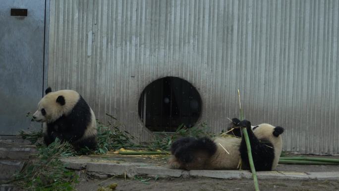 熊猫大熊猫优悠和骄阳吃竹子