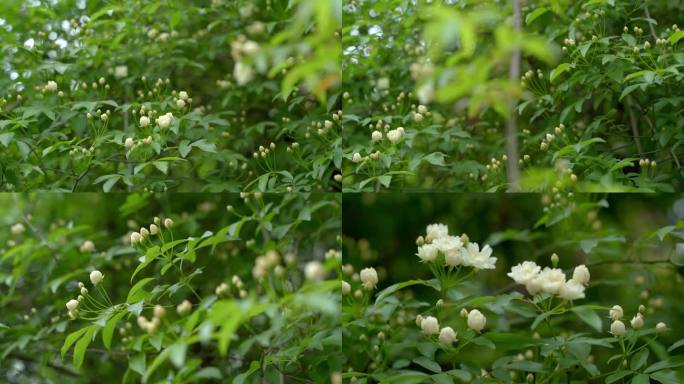 木香花白花花开如画